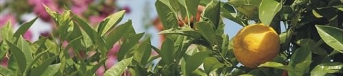 Lemon growing at Garda