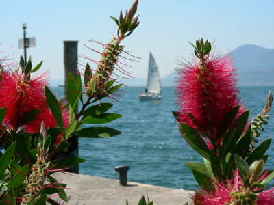 There are many lovely flowers and plants all round the lake.