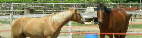 Horse riding is on the increase at Lake Garda