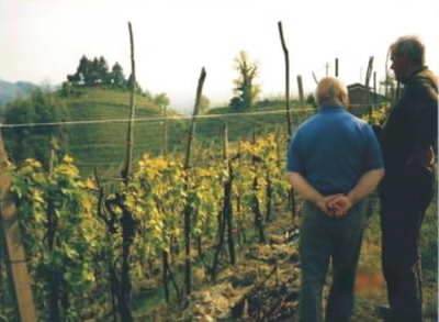A vineyard in the hills A vineyard in the hills