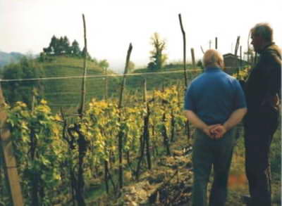 A vineyard in the hills