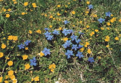 There are tons of different and rare flowers up in the mountains! There are tons of different and rare flowers up in the mountains!