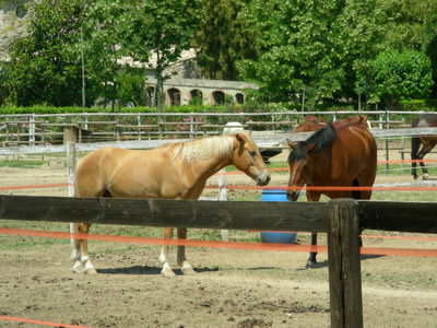 Some lovely horses! Some lovely horses!